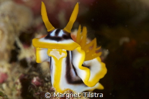 Beauty Contest Entry of a Chromodoris.
Isn't she lovely?... by Margriet Tilstra 